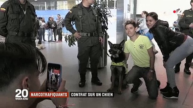 La tête d'une chienne mise à prix par des trafiquants de drogues en Colombie - Regardez
