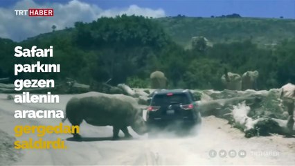Meksika'da bir gergedan safariye gelen ailenin aracına saldırdı