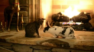 Kitten meets bunny becomes best friends