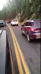 Un bison créé des bouchons sur la route !