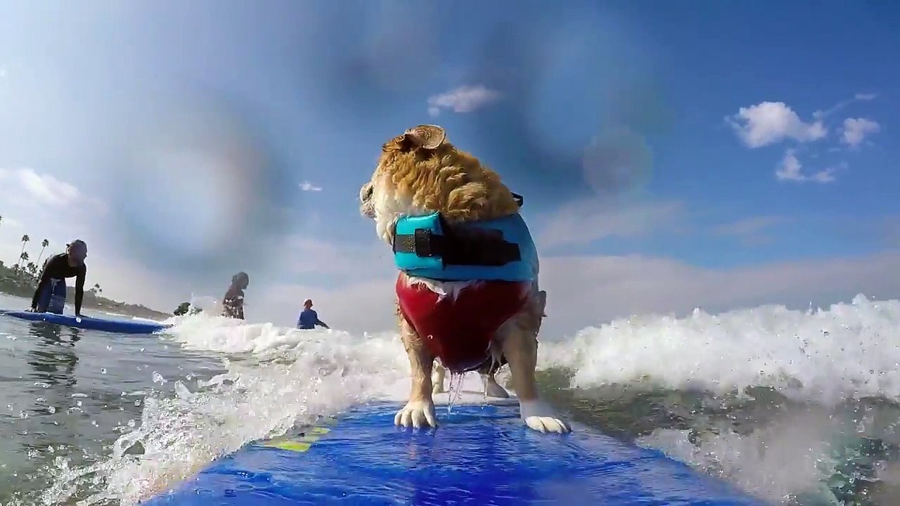 Chien surfer