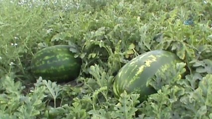 Tarlasında 30 Kilogramlık Karpuz Yetiştirdi