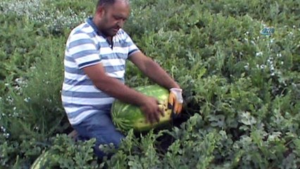 Tarlasında 30 kilogramlık karpuz yetiştirdi