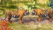 Wild Animals Cartoons For Children Wild Animals Lion Tiger Finding Mom Animals Finger Fami