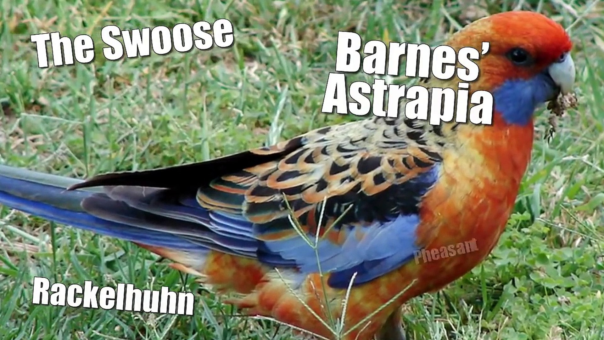 10 Animaux Hybrides Dont Vous Ignoriez Lexistence Eureka