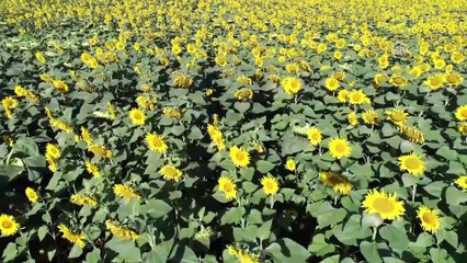 'Çiftçinin yüzü ayçiçeğiyle gülecek' - EDİRNE