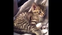 Top 10 Kitten Yawns Cutest Kittens Lovely Cat Videos Cat Fails new
