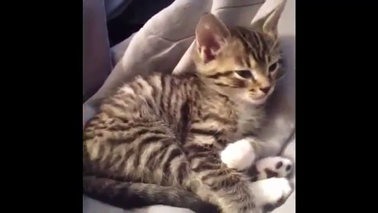 Top 10 Kitten Yawns Cutest Kittens Lovely Cat Videos Cat Fails new
