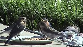 Bluebird parents feeding mealworms to recently fledged young