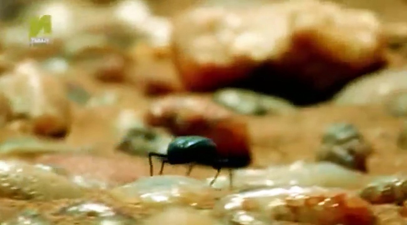 Nature  039 s Microworlds S01  E08 Great Barrier Reef