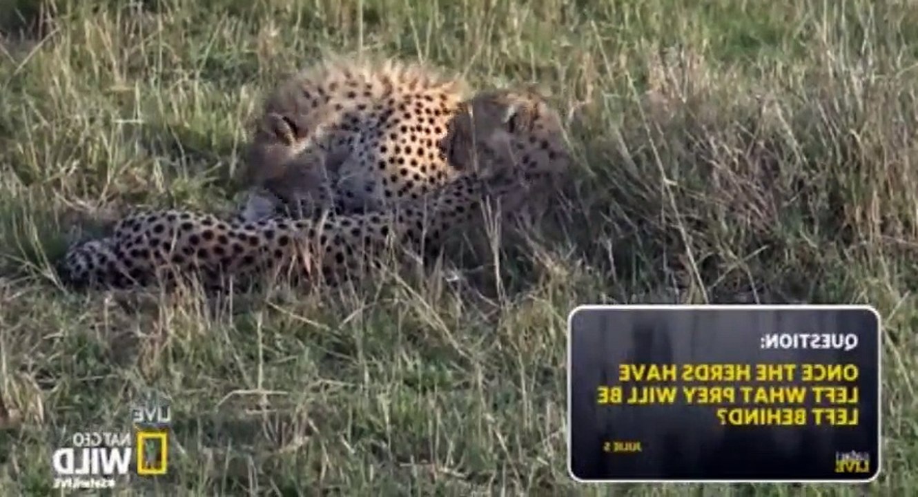 Safari Live Migration S01  E13 S 1, E 13 - Part 03