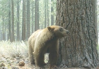 Bear Stops for a Break in Wooded Area Near South Lake Tahoe