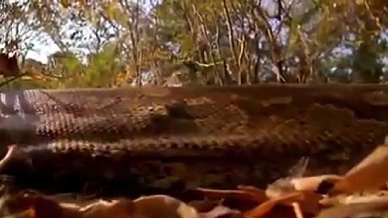 Lion vs Python Snake video Dailymotion