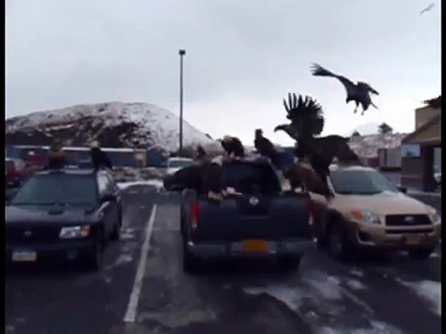 ⁣Bald eagles invade parking lot