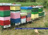 Pripreme za narednu pčelarsku sezonu, 5. avgust 2018. (RTV Bor)