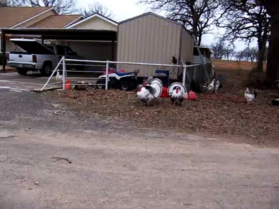 Texas turkeys play soccer **Super Funny**