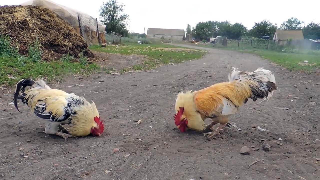 Cock Fight