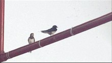 swallows in greece