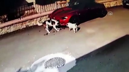 Sokak köpeklerinin otomobile zarar vermesi güvenlik kamerasında - SAKARYA