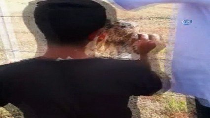 Tellere takılan şahini, orman işçileri kurtardı... Yaralı şahini kurtarma anları kamerada