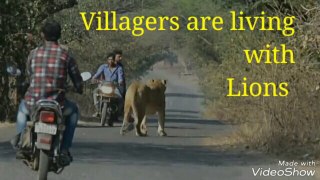 Villagers are living with lions, village is near to forest