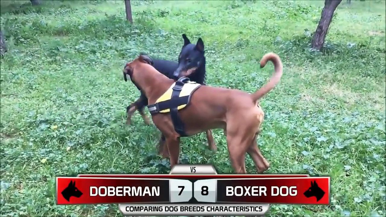 Doberman VS Boxer Dog, Who Is The Best video Dailymotion