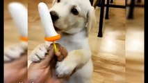 Most Adorable Puppies Videos You Ever See #1