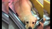 Most Adorable Puppies Videos You Ever See #3