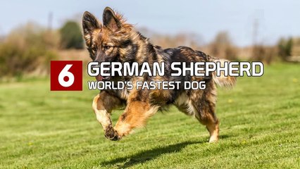 World's 10 Fastest Dog Breeds