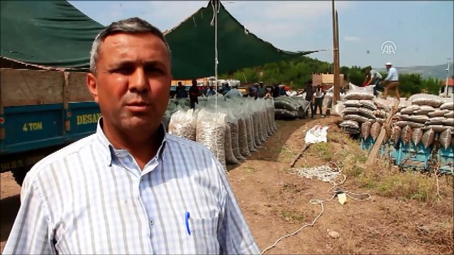 Haşhaş üreticisinin fiyat sevinci - MANİSA