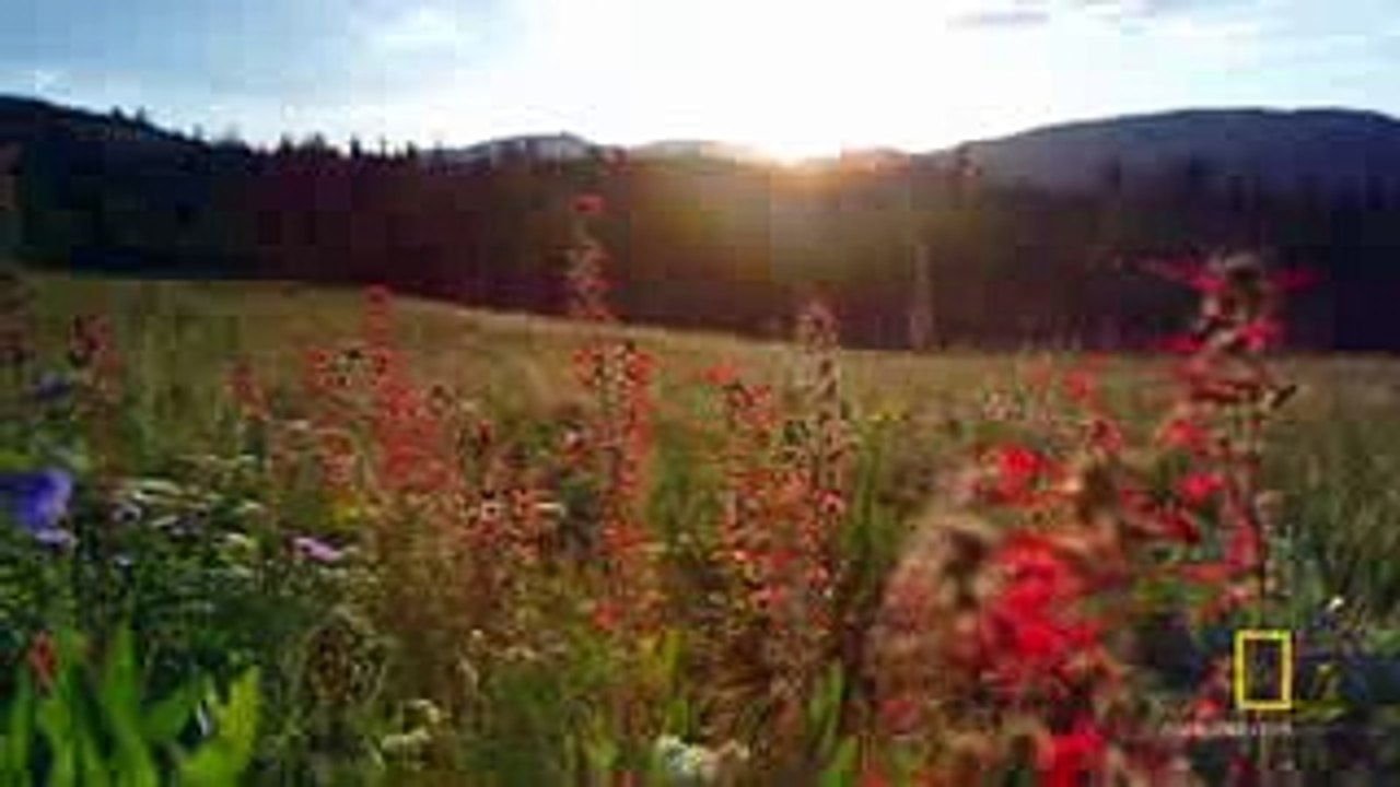 Yellowstone_Live__Behind_The_Scenes___