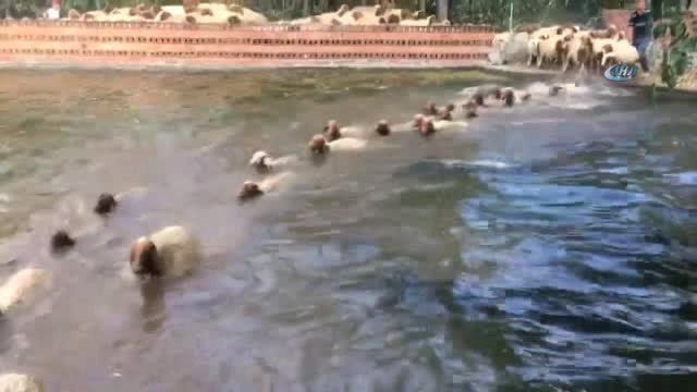 Sıcaktan Bunalan Kuzular Havuzda Serinledi
