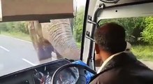 A strange incident... An elephant stops and steals a bus!