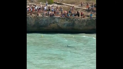 قرش يسبب الذعر على شواطئ مايوركا