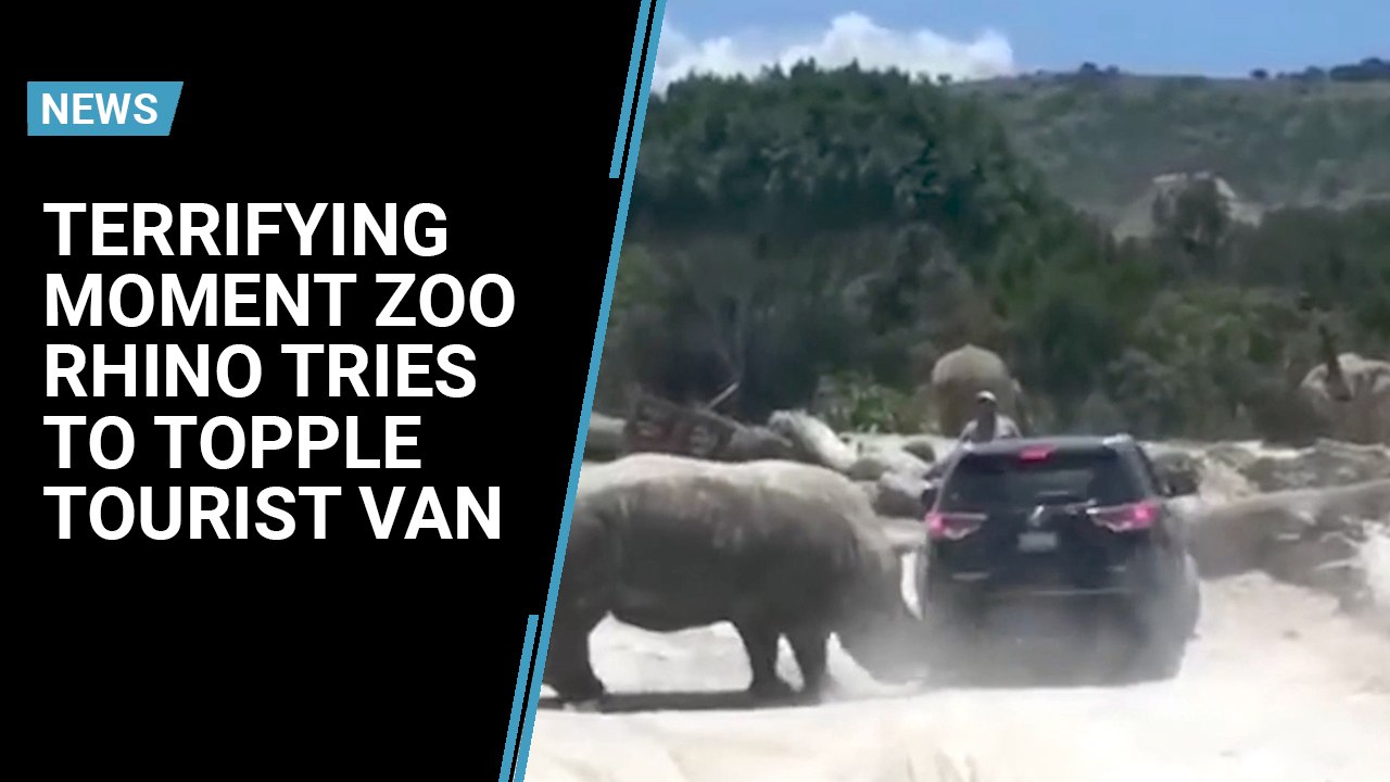 Terrifying moment zoo rhino tries to topple tourist van