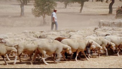 How Spain's traditional grazing methods prevent wildfires