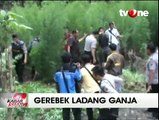 Polisi Temukan 5 Hektare Ladang Ganja di Musi Rawas Utara