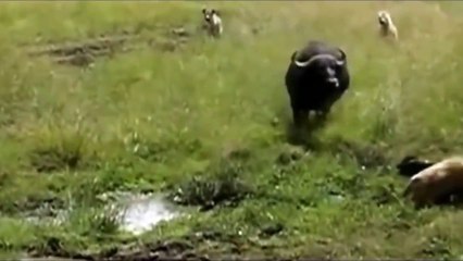 Mother Buffalo Protecting Her Baby from Hyenas