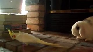 Cockatiel sings Jeopardy to Bunny