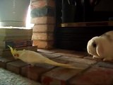 Cockatiel sings Jeopardy to Bunny