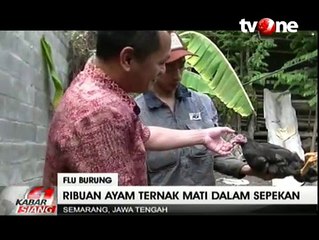 Ribuan Ayam di Ungaran Mati Mendadak