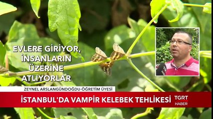 İstanbul'da Vampir Kelebek Tehlikesi