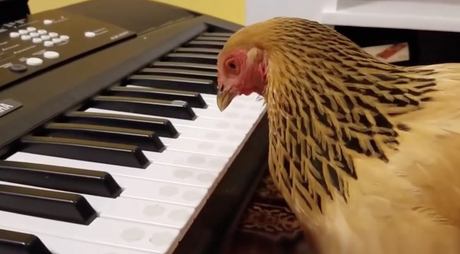 Cette incroyable poule joue du synthé mieux que vous !