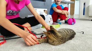 TESTING CAT GADGETS ON OUR CAT!!!