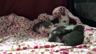 Hissing 2 week old kittens