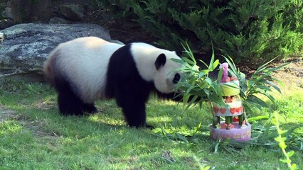 Baby panda celebrates first birthday in France