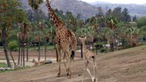 All About Giraffes - Giraffe Calf Keeping Up with Mom