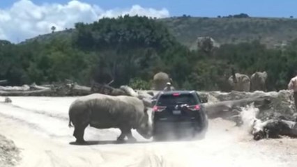 Messico: il rinoceronte attacca l'auto dei turisti