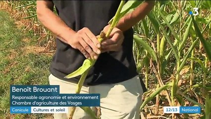 Canicule : les cultures soumises à de trop fortes chaleurs