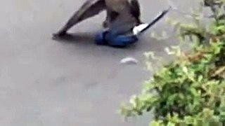 Falcon Kills Bluejay Part 1